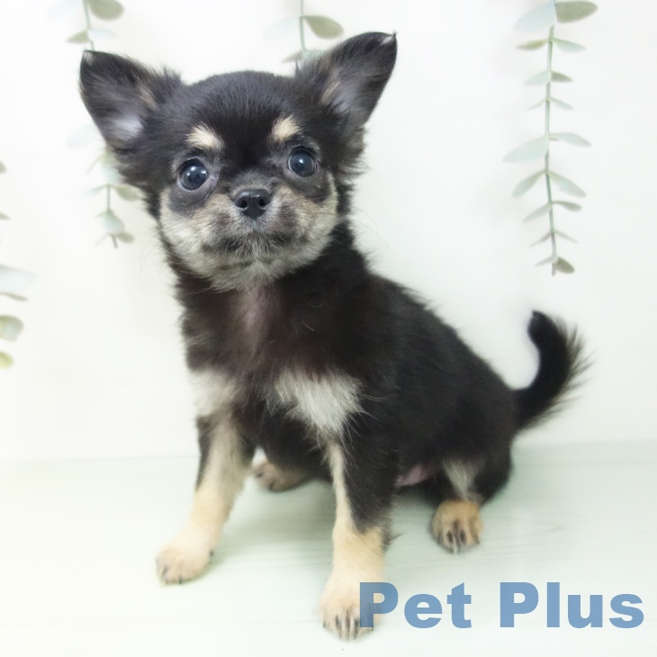 愛知県のチワワ(ロング) (ペットプラス mozoワンダーシティ店/2025年8月24日生まれ/女の子/ブラックタン)の子犬の1枚目の画像