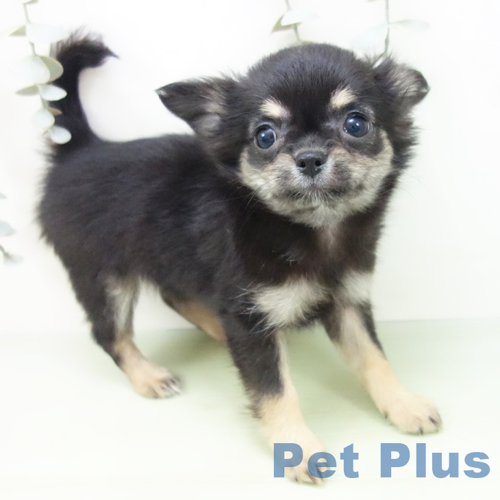 愛知県のチワワ(ロング) (ペットプラス mozoワンダーシティ店/2025年8月24日生まれ/女の子/ブラックタン)の子犬の2枚目の画像