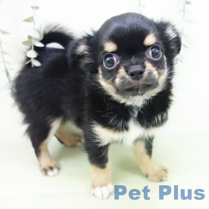 岐阜県のチワワ(ロング) (ペットプラス 各務原店/2025年8月28日生まれ/男の子/ブラックタンホワイト)の子犬の1枚目の画像