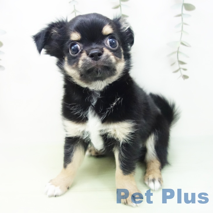 岐阜県のチワワ(ロング) (ペットプラス 各務原店/2025年8月28日生まれ/男の子/ブラックタンホワイト)の子犬の2枚目の画像