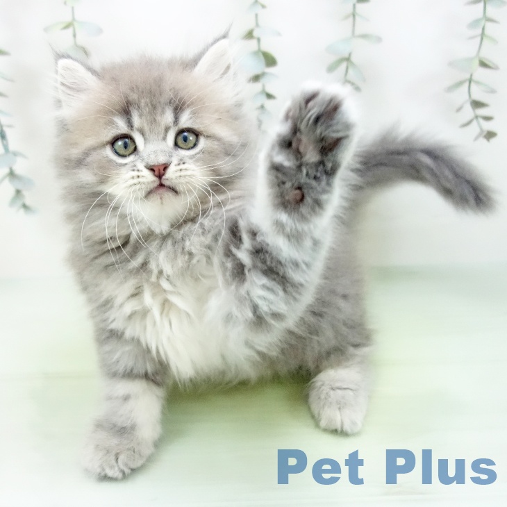 ラガマフィンの写真2