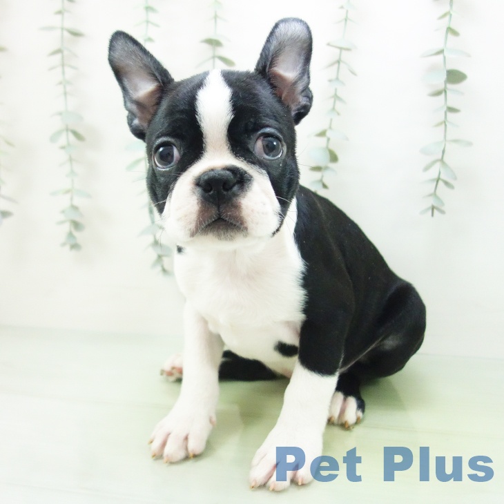 愛知県のボストンテリア (ペットプラス 豊橋牧野店/2025年8月20日生まれ/男の子/ボストンカラー)の子犬の2枚目の画像