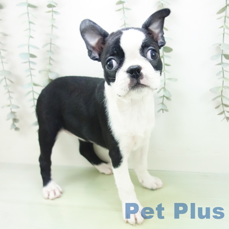 ボストン・テリア