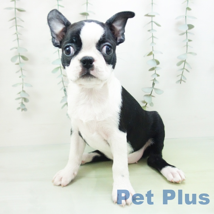 ボストン・テリアの写真2