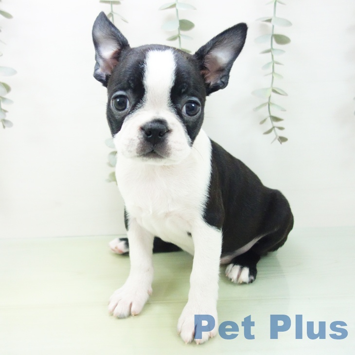 ボストン・テリア