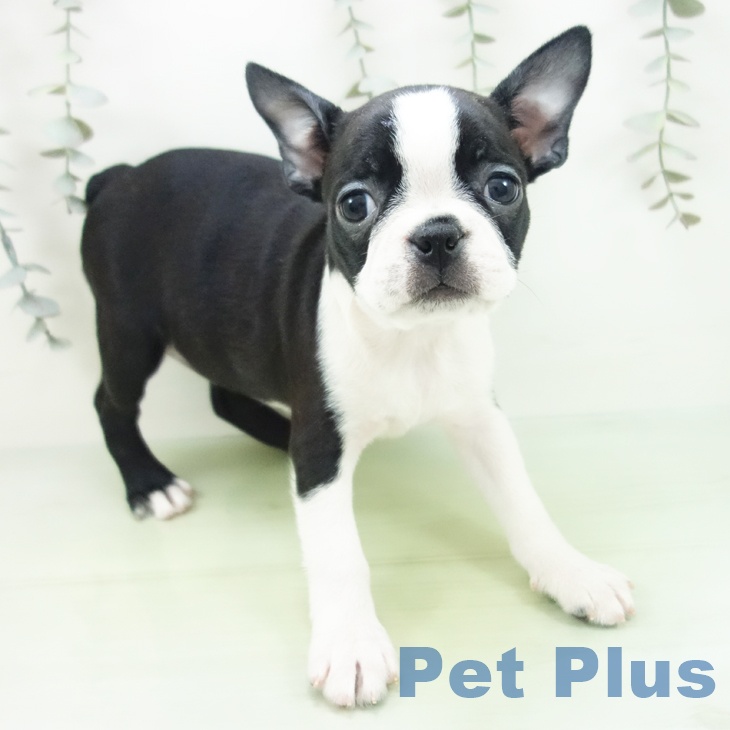 ボストン・テリアの写真2