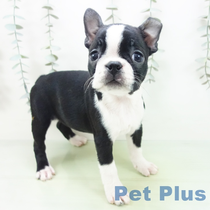 ボストン・テリア