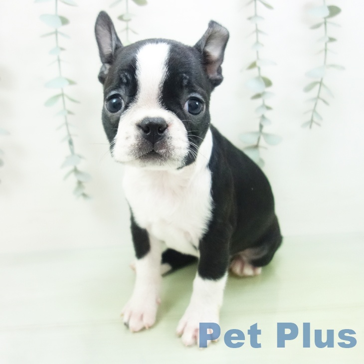 ボストン・テリアの写真2