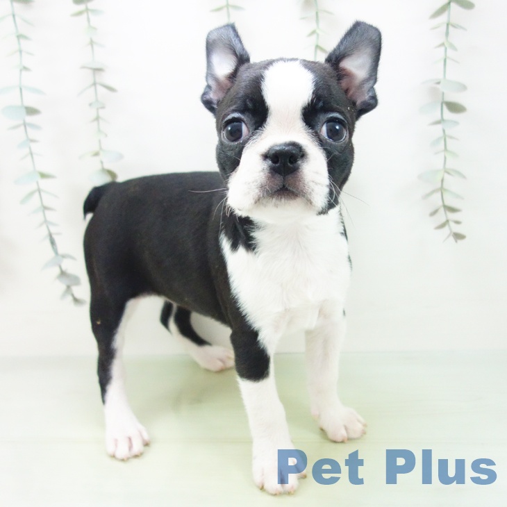 ボストン・テリア