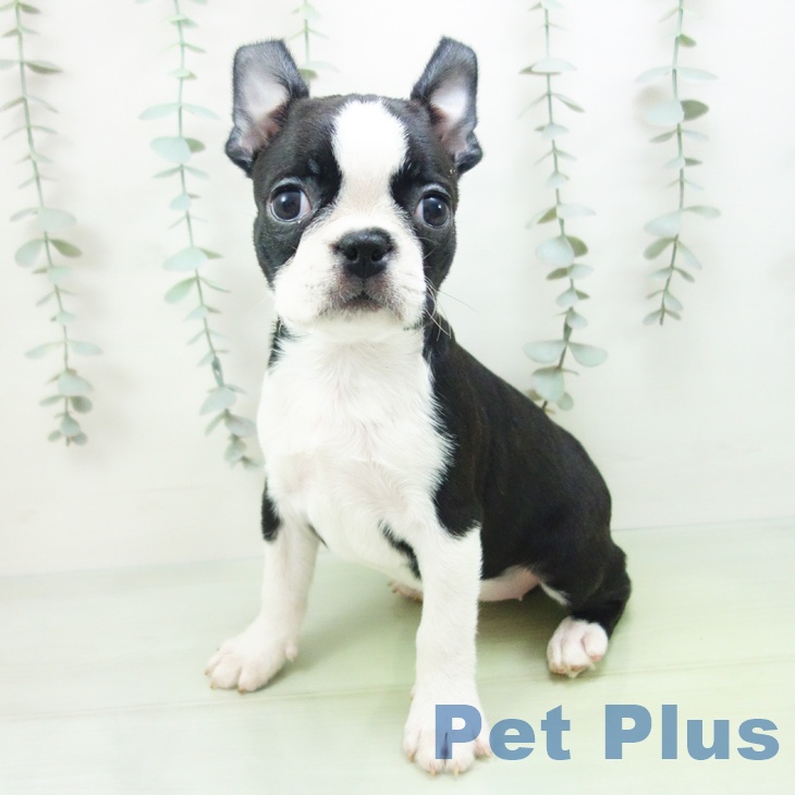 ボストン・テリアの写真2