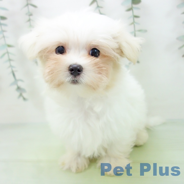 愛知県のマルチーズ (ペットプラス 三好店/2025年8月15日生まれ/男の子/ホワイト)の子犬の1枚目の画像
