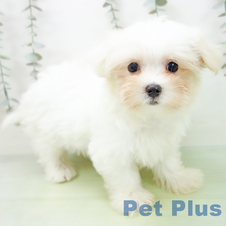 愛知県のマルチーズ (ペットプラス 三好店/2025年8月15日生まれ/男の子/ホワイト)の子犬の2枚目の画像
