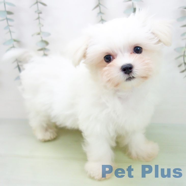 愛知県のマルチーズ (ペットプラス 名古屋茶屋店/2025年8月15日生まれ/男の子/ホワイト)の子犬の1枚目の画像