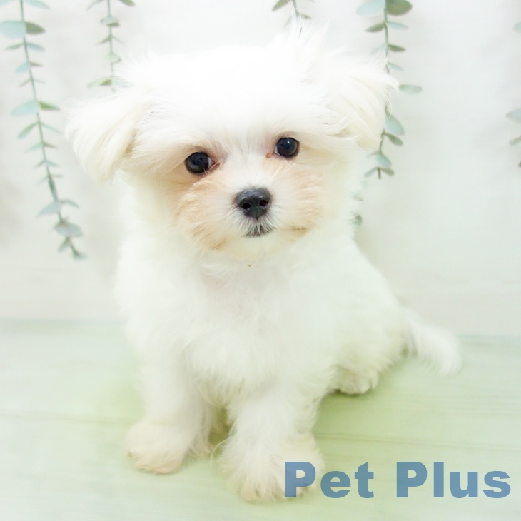 愛知県のマルチーズ (ペットプラス 名古屋茶屋店/2025年8月15日生まれ/男の子/ホワイト)の子犬の2枚目の画像