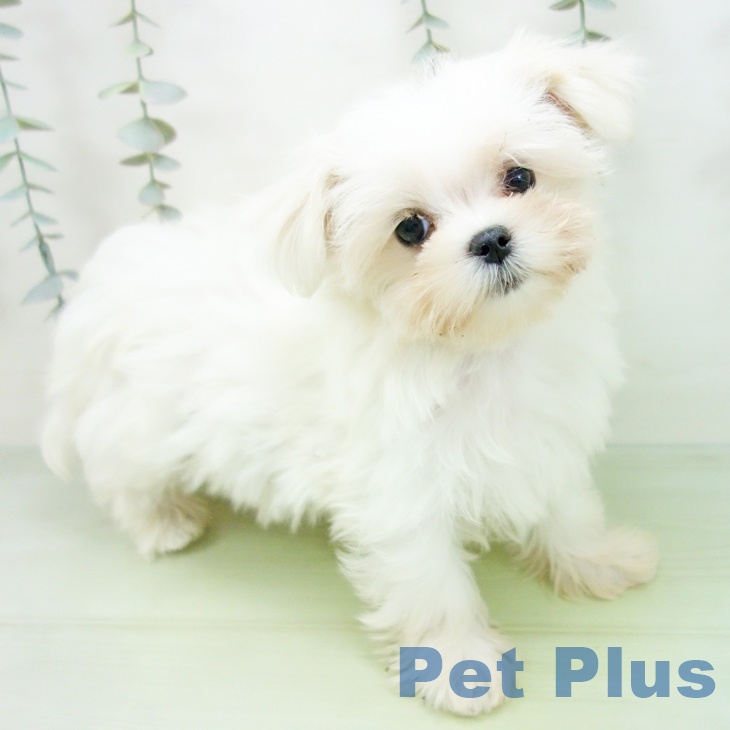 岐阜県のマルチーズ (ペットプラス 各務原店/2025年8月15日生まれ/女の子/ホワイト)の子犬の1枚目の画像