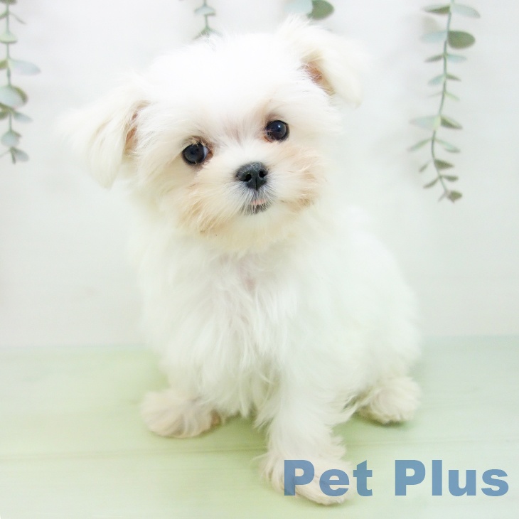 岐阜県のマルチーズ (ペットプラス 各務原店/2025年8月15日生まれ/女の子/ホワイト)の子犬の2枚目の画像