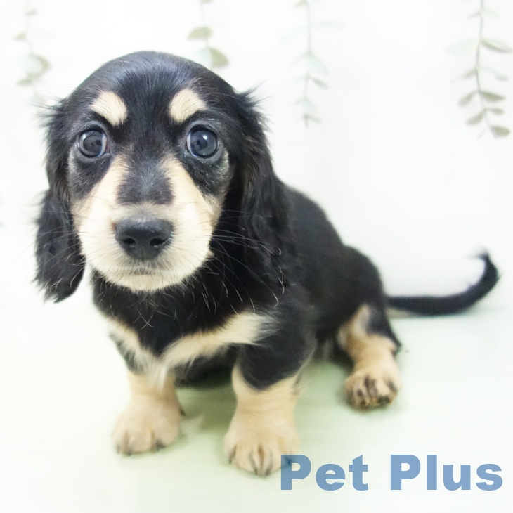 ミニチュア・ダックスフンド