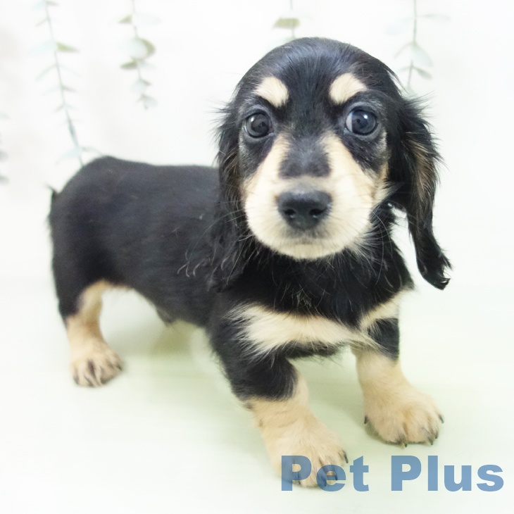 ミニチュア・ダックスフンドの写真2