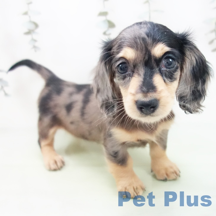 ミニチュア・ダックスフンドの写真1