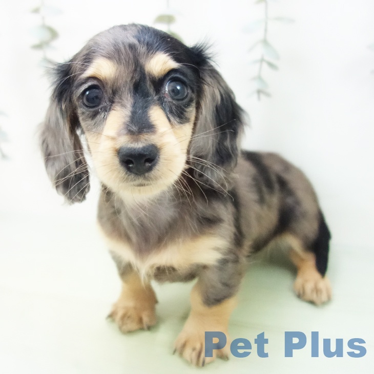 ミニチュア・ダックスフンドの写真2