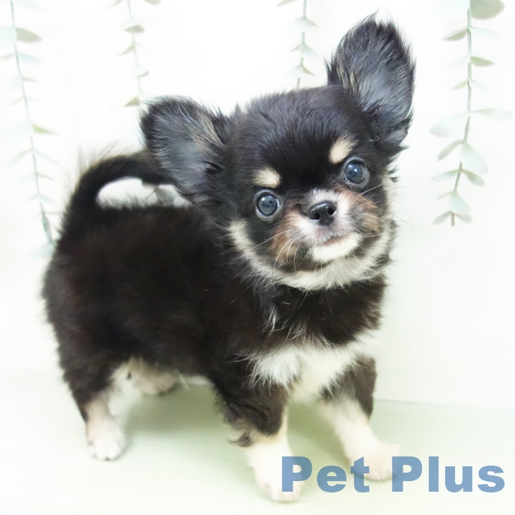愛知県のチワワ(ロング) (ペットプラス ナゴヤドーム前店/2025年8月26日生まれ/男の子/ブラックタンホワイト)の子犬の1枚目の画像