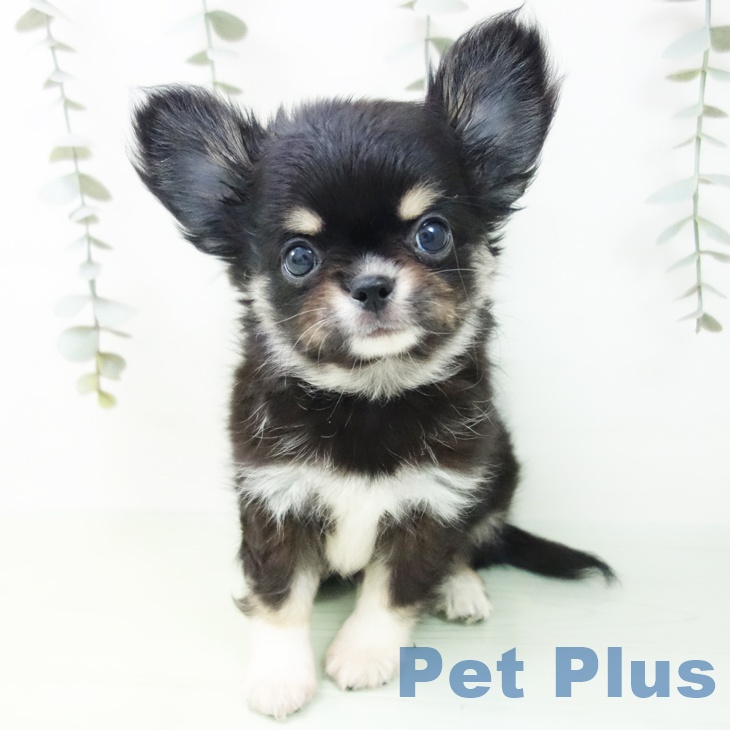 愛知県のチワワ(ロング) (ペットプラス ナゴヤドーム前店/2025年8月26日生まれ/男の子/ブラックタンホワイト)の子犬の2枚目の画像