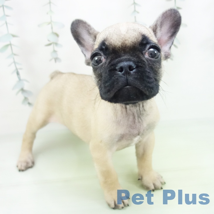 フレンチ・ブルドッグ