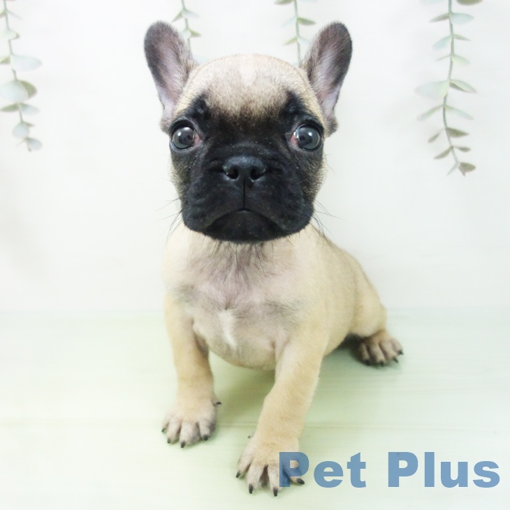 フレンチ・ブルドッグの写真2