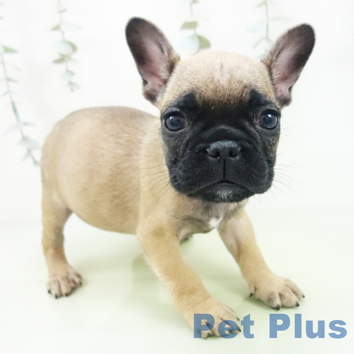 福島県のフレンチブルドッグ (ペットプラス 福島店/2025年8月28日生まれ/女の子/フォーン)の子犬の1枚目の画像