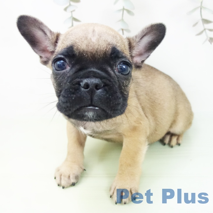 福島県のフレンチブルドッグ (ペットプラス 福島店/2025年8月28日生まれ/女の子/フォーン)の子犬の2枚目の画像