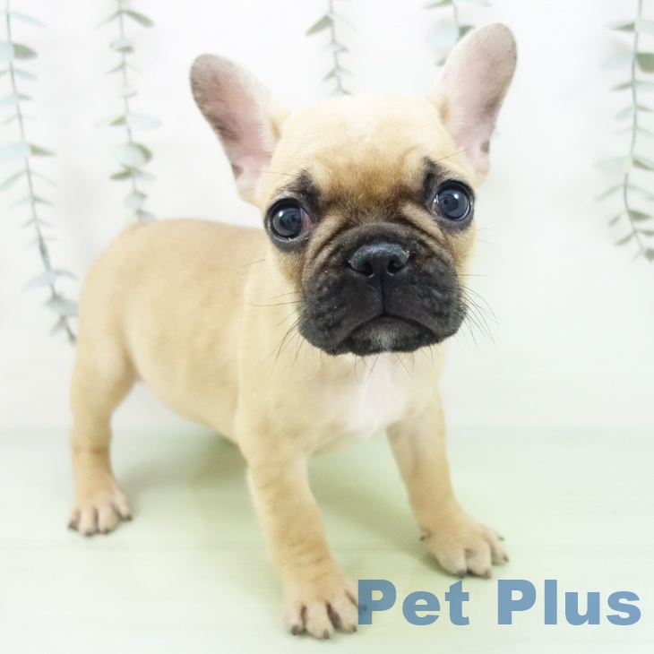 埼玉県のフレンチブルドッグ (ペットプラス 与野店/2025年8月28日生まれ/女の子/フォーン)の子犬の1枚目の画像