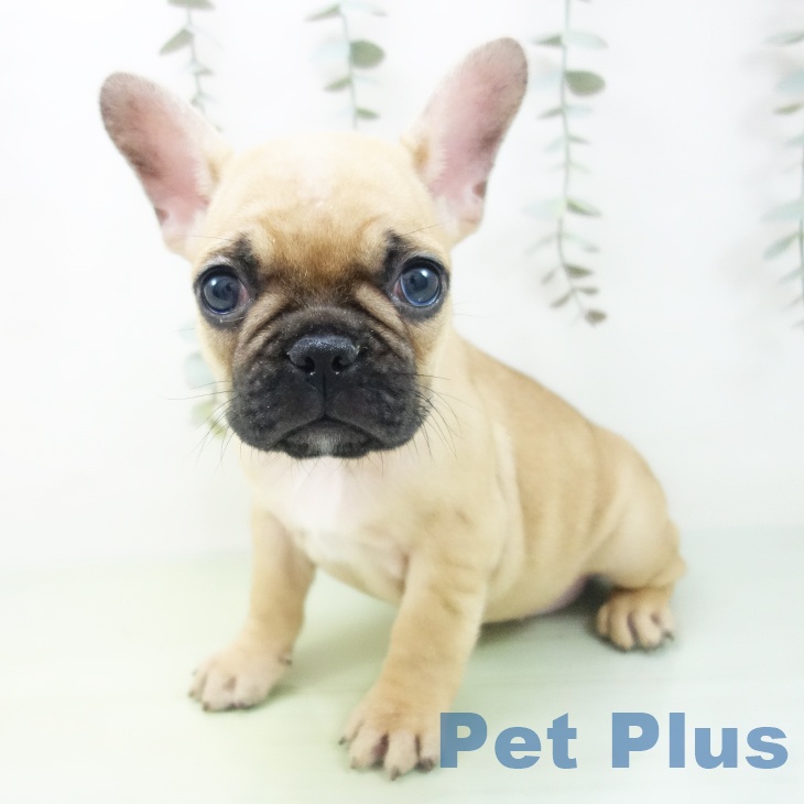 埼玉県のフレンチブルドッグ (ペットプラス 与野店/2025年8月28日生まれ/女の子/フォーン)の子犬の2枚目の画像