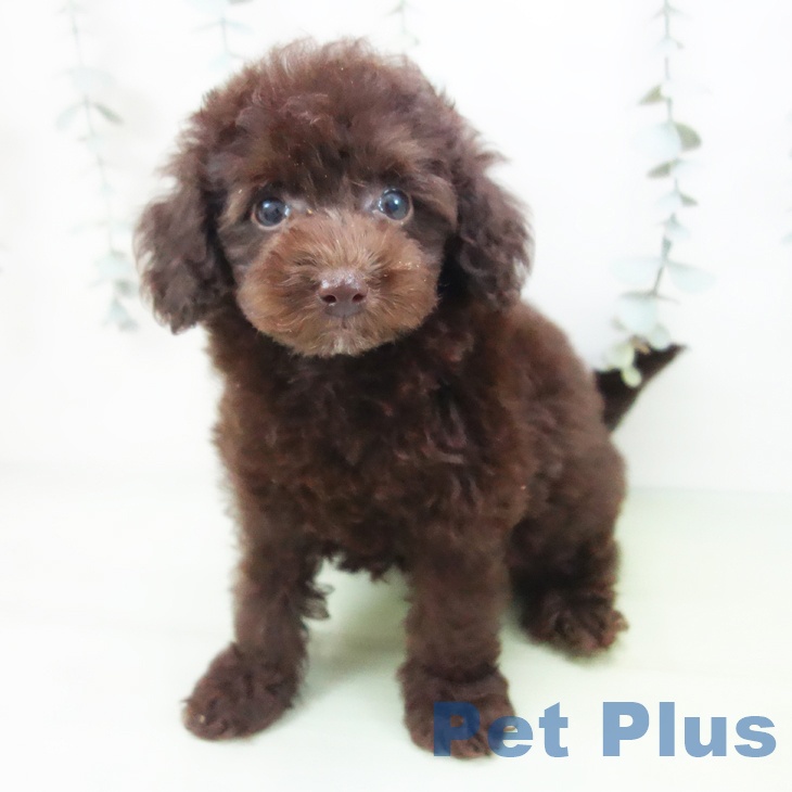 トイ・プードル