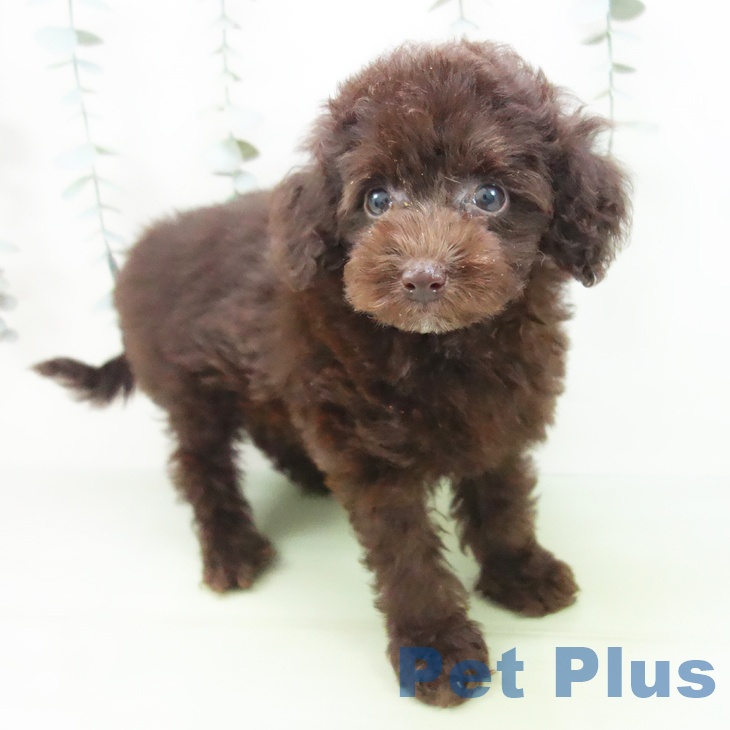 トイ・プードルの写真2