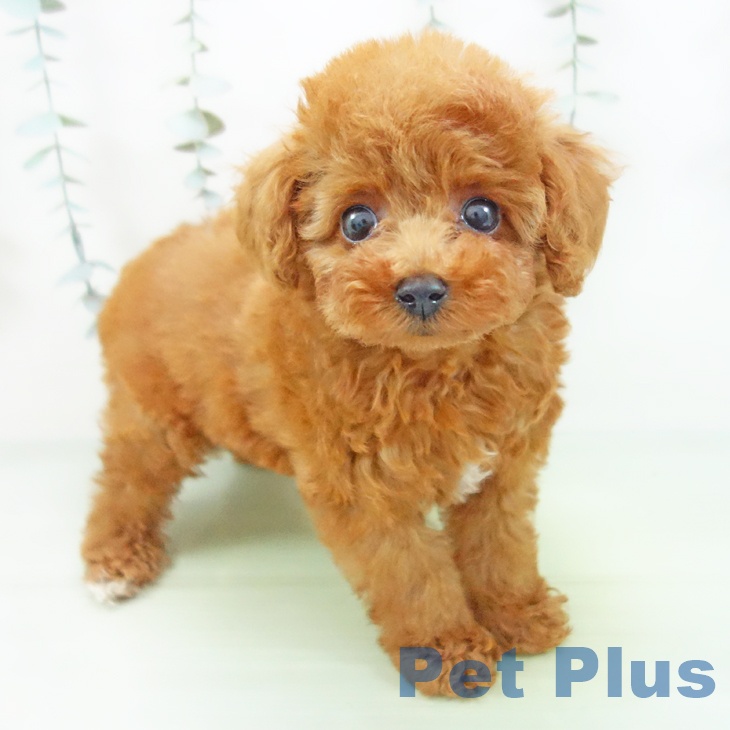 トイ・プードル