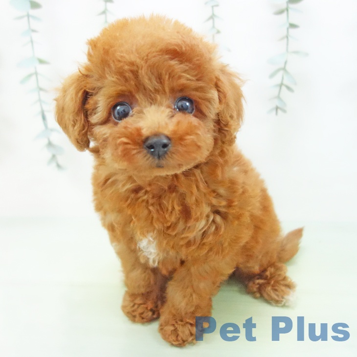 トイ・プードルの写真2