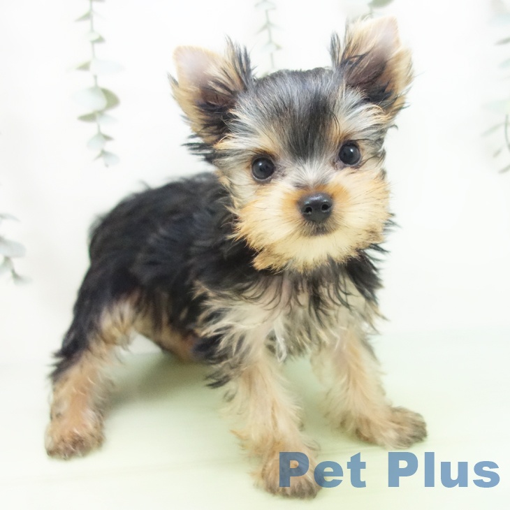 石川県のヨークシャーテリア (ペットプラス 白山店/2025年8月21日生まれ/女の子/スチールブルータン)の子犬の1枚目の画像