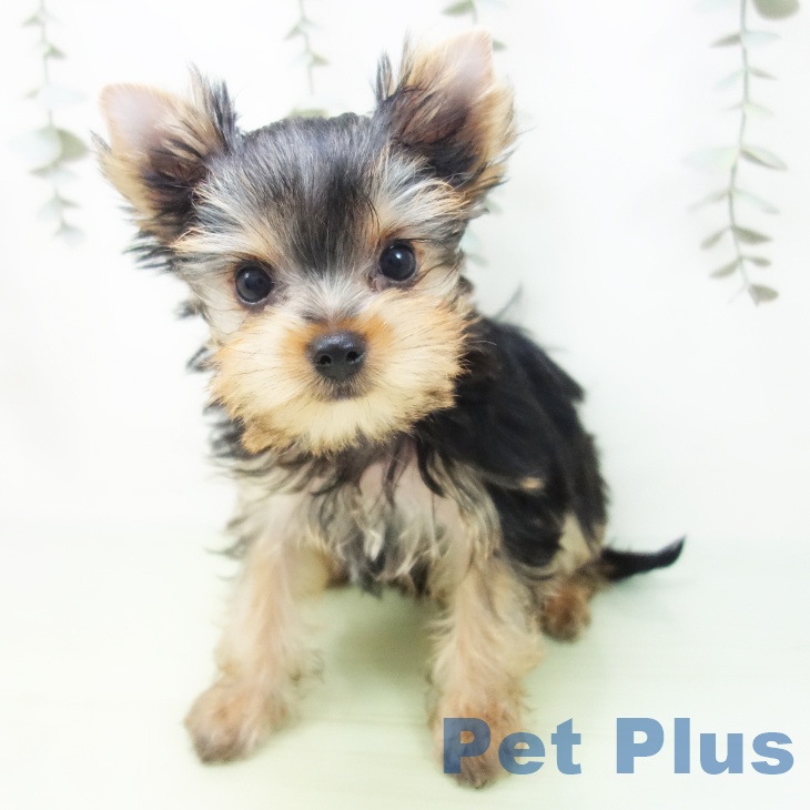 石川県のヨークシャーテリア (ペットプラス 白山店/2025年8月21日生まれ/女の子/スチールブルータン)の子犬の2枚目の画像