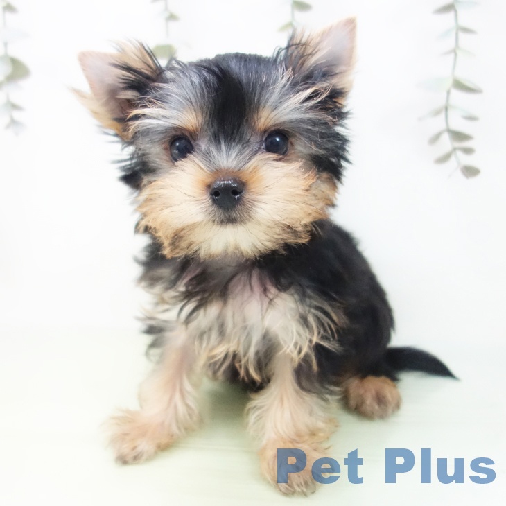 愛知県のヨークシャーテリア (ペットプラス ナゴヤドーム前店/2025年8月21日生まれ/女の子/スチールブルータン)の子犬の1枚目の画像