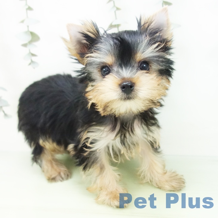 愛知県のヨークシャーテリア (ペットプラス ナゴヤドーム前店/2025年8月21日生まれ/女の子/スチールブルータン)の子犬の2枚目の画像