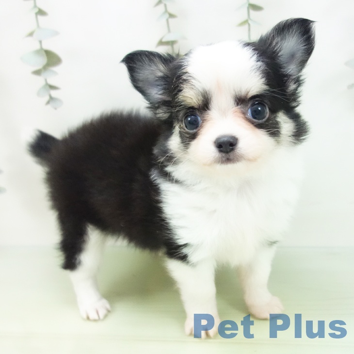 富山県のチワワ(ロング) (ペットプラス 高岡店/2025年8月29日生まれ/女の子/ホワイトブラックタン)の子犬の1枚目の画像