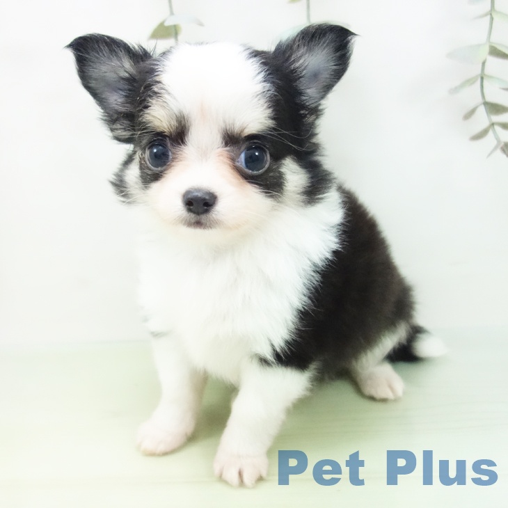 富山県のチワワ(ロング) (ペットプラス 高岡店/2025年8月29日生まれ/女の子/ホワイトブラックタン)の子犬の2枚目の画像