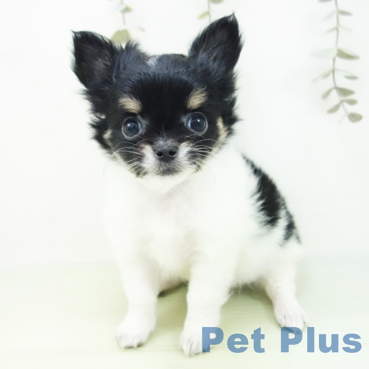 三重県のチワワ(ロング) (ペットプラス 東員店/2025年8月29日生まれ/女の子/ホワイトブラックタン)の子犬の1枚目の画像