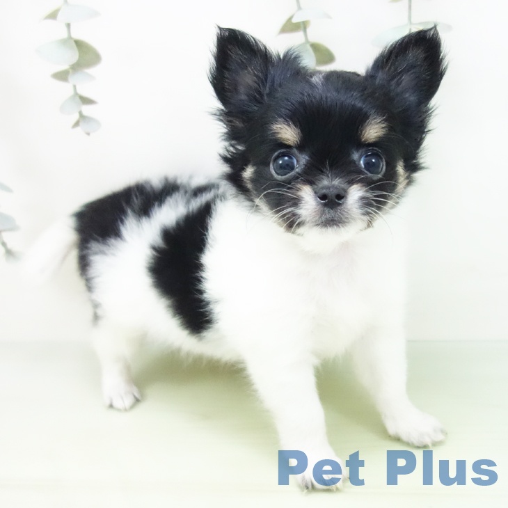 三重県のチワワ(ロング) (ペットプラス 東員店/2025年8月29日生まれ/女の子/ホワイトブラックタン)の子犬の2枚目の画像