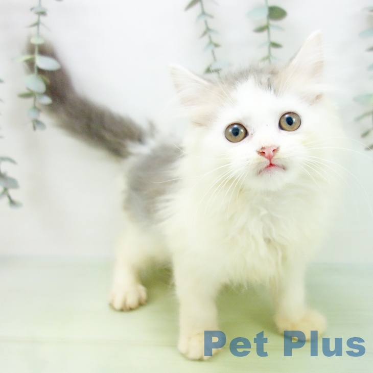三重県のスコティッシュフォールド (ペットプラス 鈴鹿店/2025年8月26日生まれ/男の子/ブルータビーホワイト)の子猫の1枚目の画像
