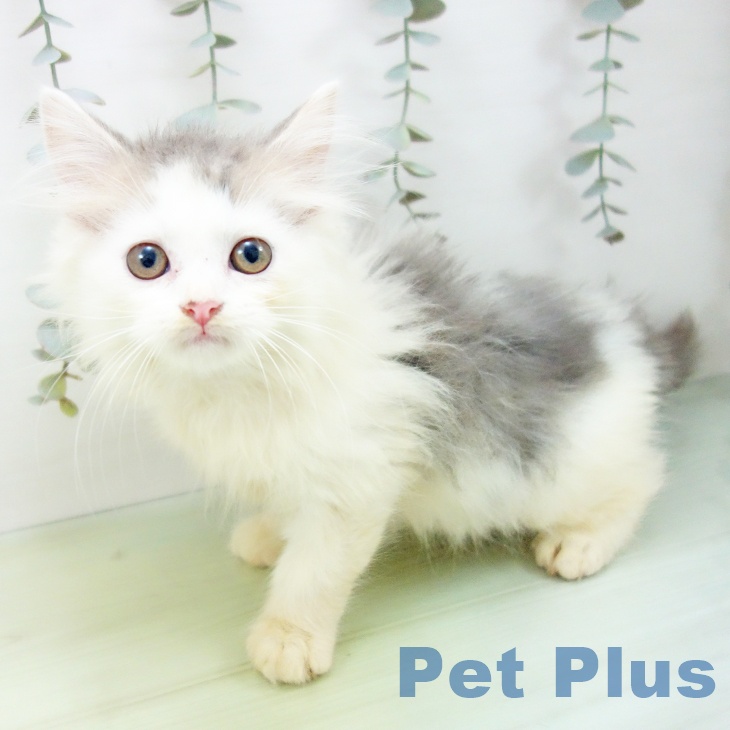 三重県のスコティッシュフォールド (ペットプラス 鈴鹿店/2025年8月26日生まれ/男の子/ブルータビーホワイト)の子猫の2枚目の画像