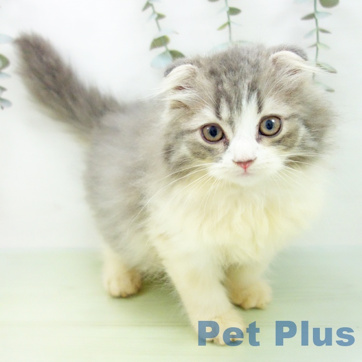 石川県のスコティッシュフォールド (ペットプラス 白山店/2025年8月26日生まれ/男の子/ブルータビーホワイト)の子猫の1枚目の画像
