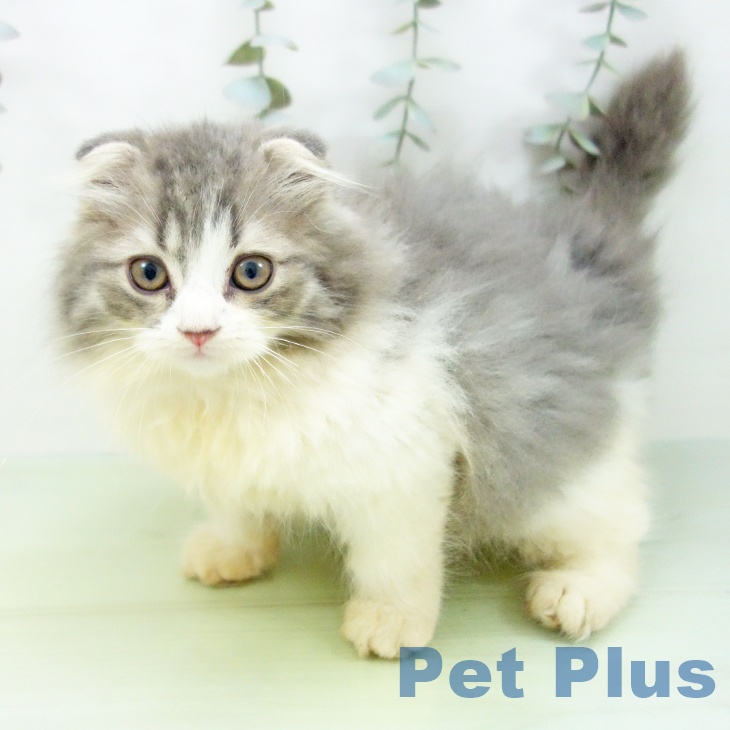石川県のスコティッシュフォールド (ペットプラス 白山店/2025年8月26日生まれ/男の子/ブルータビーホワイト)の子猫の2枚目の画像