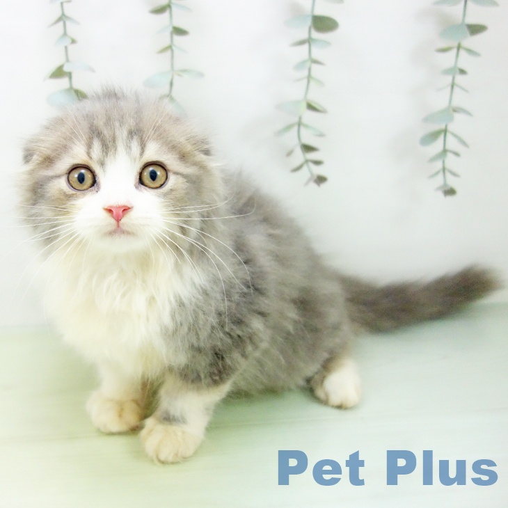 岐阜県のスコティッシュフォールド (ペットプラス 各務原店/2025年8月26日生まれ/男の子/ブルータビーホワイト)の子猫の1枚目の画像