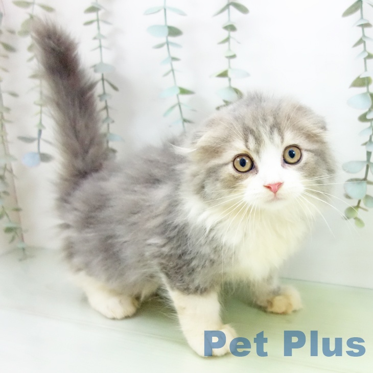 岐阜県のスコティッシュフォールド (ペットプラス 各務原店/2025年8月26日生まれ/男の子/ブルータビーホワイト)の子猫の2枚目の画像